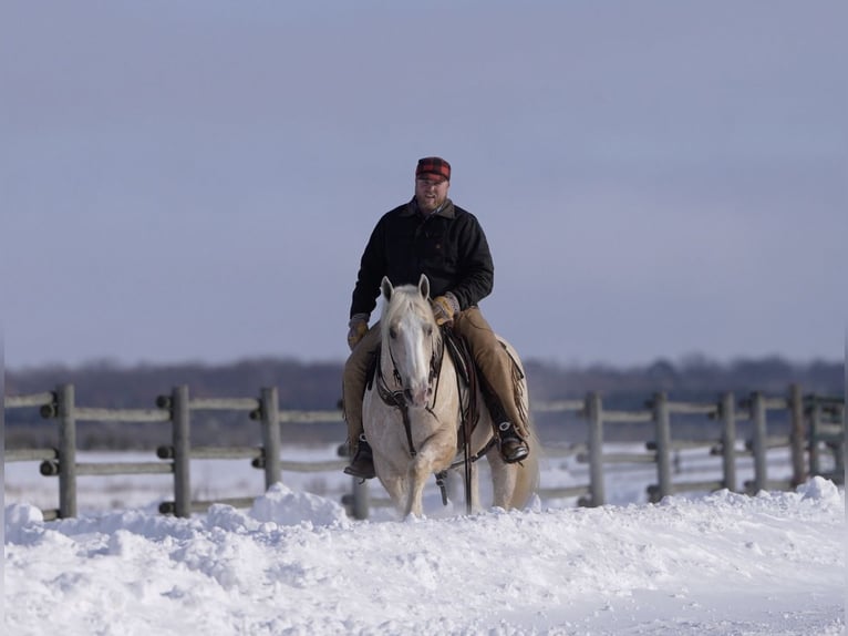 Cheval de trait Croisé Hongre 6 Ans 163 cm Palomino in Nevis