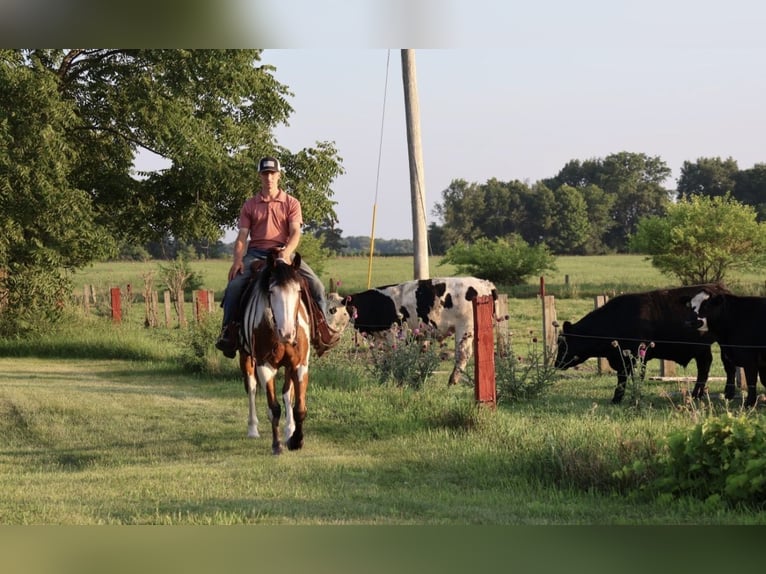 Cheval de trait Croisé Hongre 6 Ans 163 cm Pinto in Grass Lake