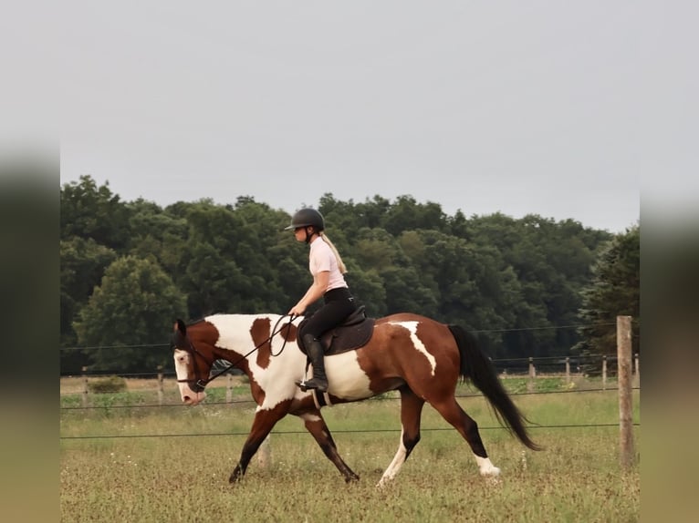 Cheval de trait Croisé Hongre 6 Ans 163 cm Pinto in Grass Lake