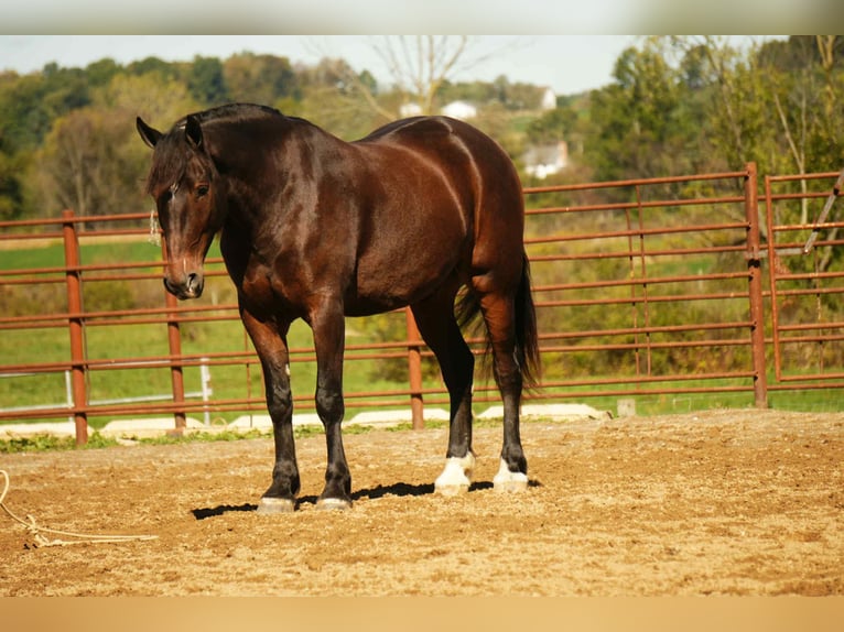 Cheval de trait Croisé Hongre 6 Ans 163 cm Roan-Bay in Fresno