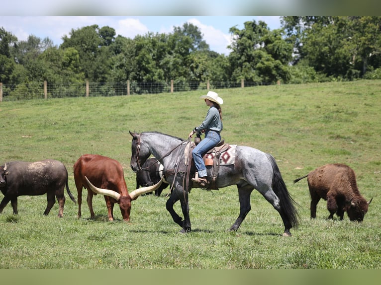Cheval de trait Hongre 6 Ans 163 cm Rouan Bleu in Mount Vernon