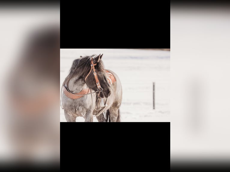 Cheval de trait Croisé Hongre 6 Ans 163 cm Rouan Bleu in Andover