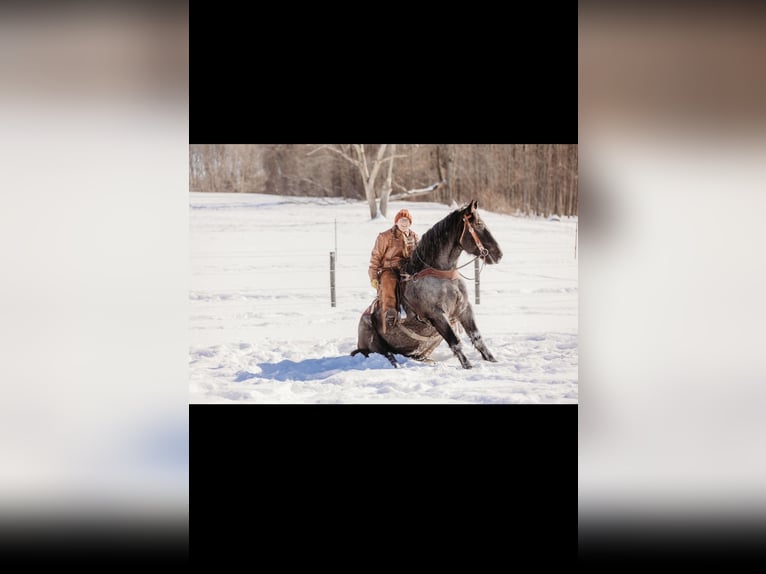 Cheval de trait Croisé Hongre 6 Ans 163 cm Rouan Bleu in Andover