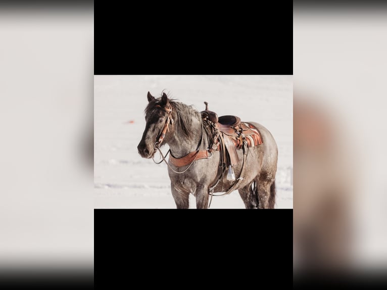 Cheval de trait Croisé Hongre 6 Ans 163 cm Rouan Bleu in Andover