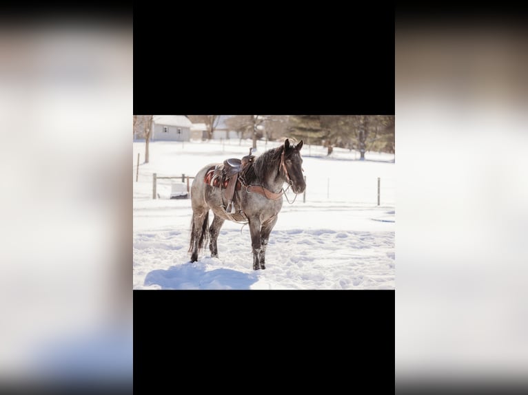 Cheval de trait Croisé Hongre 6 Ans 163 cm Rouan Bleu in Andover