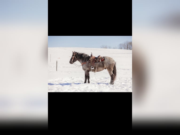Cheval de trait Croisé Hongre 6 Ans 163 cm Rouan Bleu in Andover