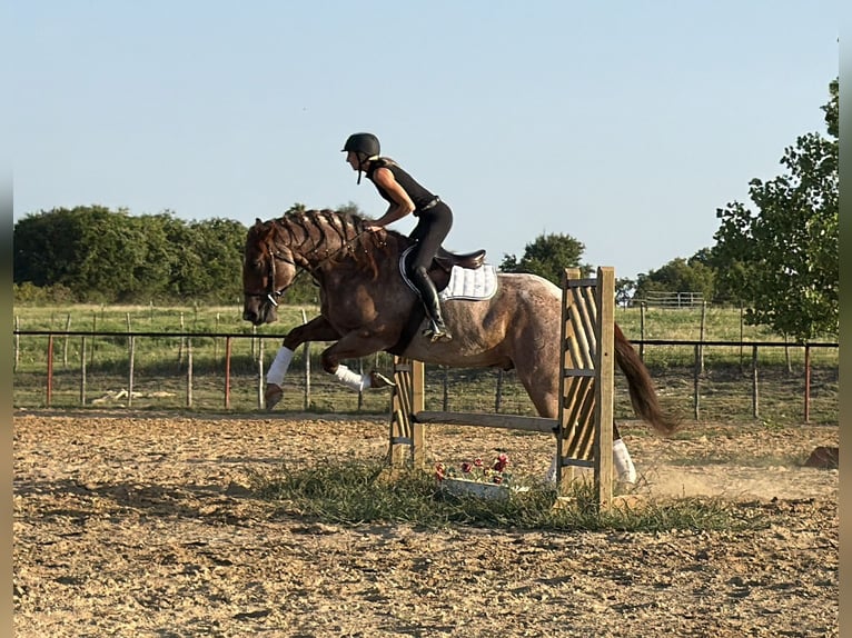 Cheval de trait Croisé Hongre 6 Ans 163 cm Rouan Rouge in Weatherford