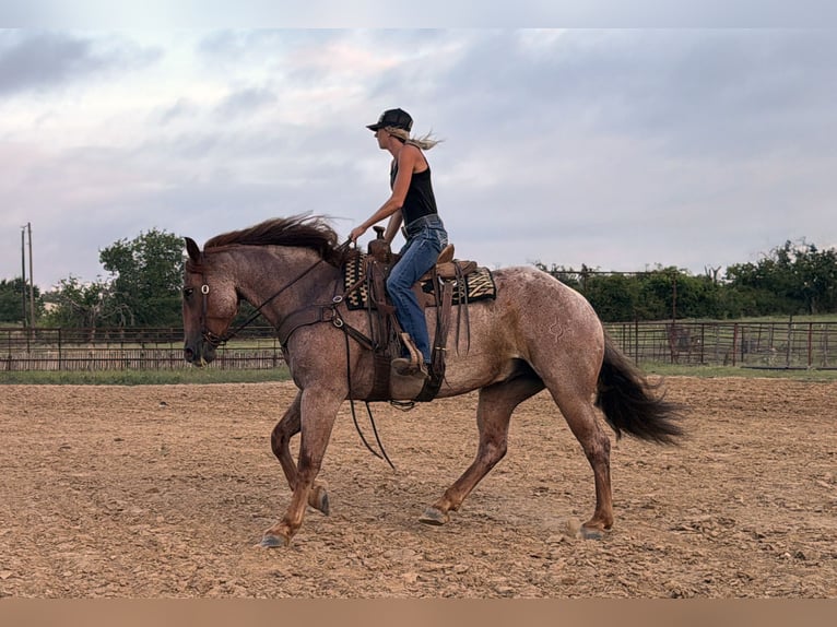 Cheval de trait Croisé Hongre 6 Ans 163 cm Rouan Rouge in Weatherford