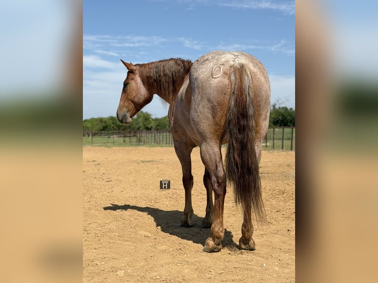 Cheval de trait Croisé Hongre 6 Ans 163 cm Rouan Rouge in Weatherford