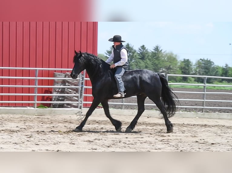 Cheval de trait Hongre 6 Ans 165 cm Noir in FAIRBANK, IA