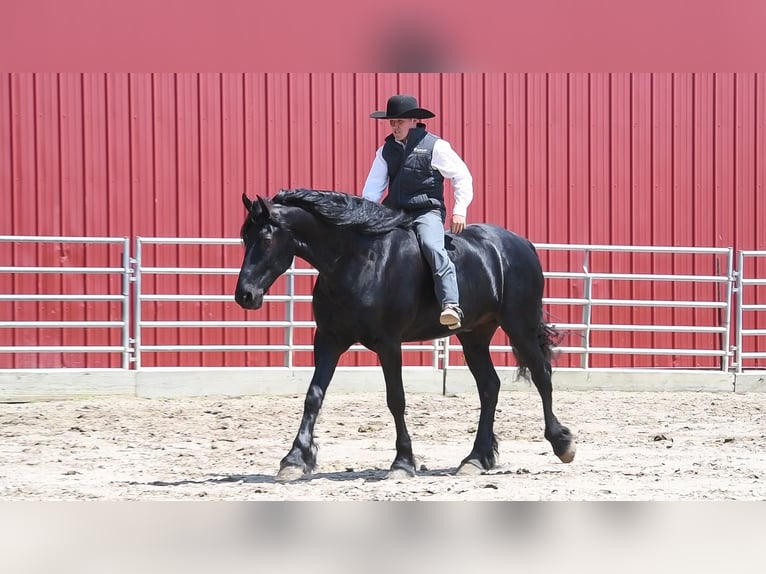 Cheval de trait Hongre 6 Ans 165 cm Noir in FAIRBANK, IA