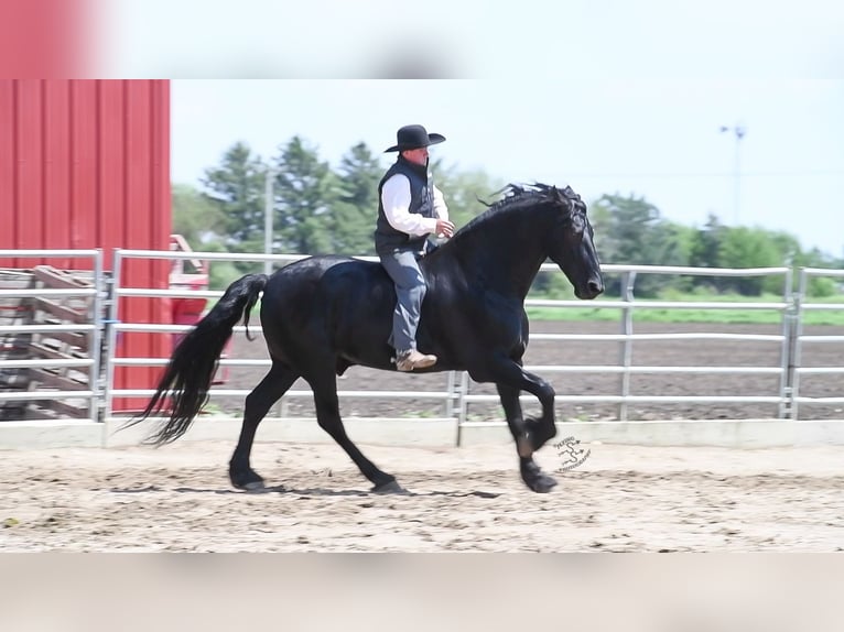 Cheval de trait Hongre 6 Ans 165 cm Noir in FAIRBANK, IA