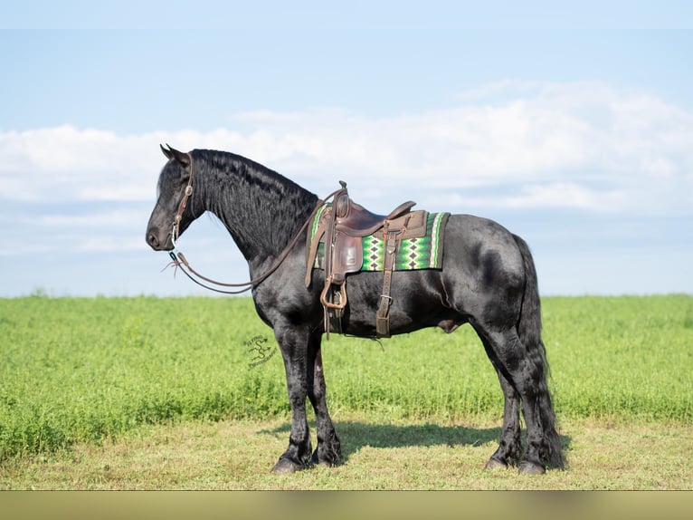 Cheval de trait Hongre 6 Ans 165 cm Noir in FAIRBANK, IA