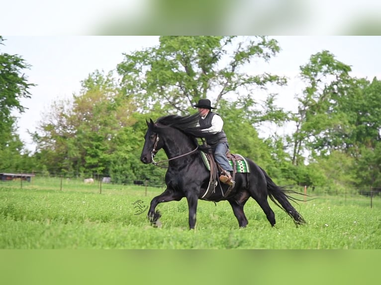 Cheval de trait Hongre 6 Ans 165 cm Noir in FAIRBANK, IA