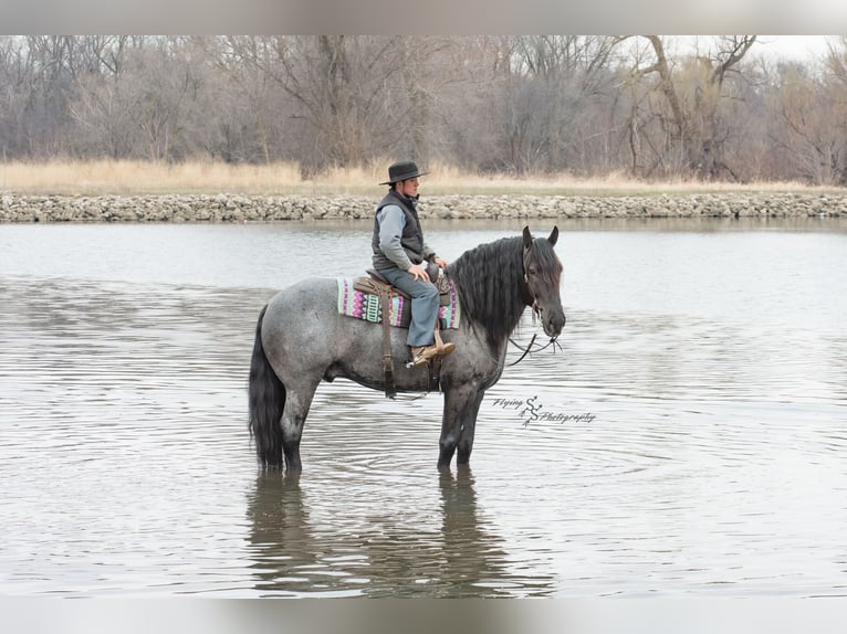 Cheval de trait Hongre 6 Ans 165 cm Rouan Bleu in Fairbank, IA