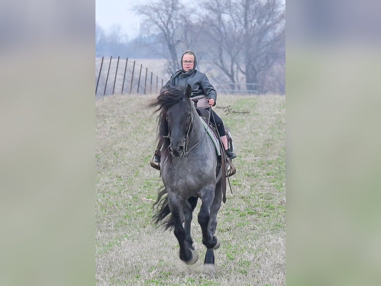 Cheval de trait Hongre 6 Ans 165 cm Rouan Bleu in Fairbank, IA