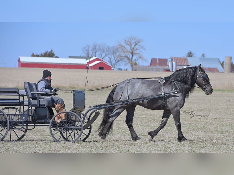 Cheval de trait Hongre 6 Ans 165 cm Rouan Bleu in Fairbank, IA