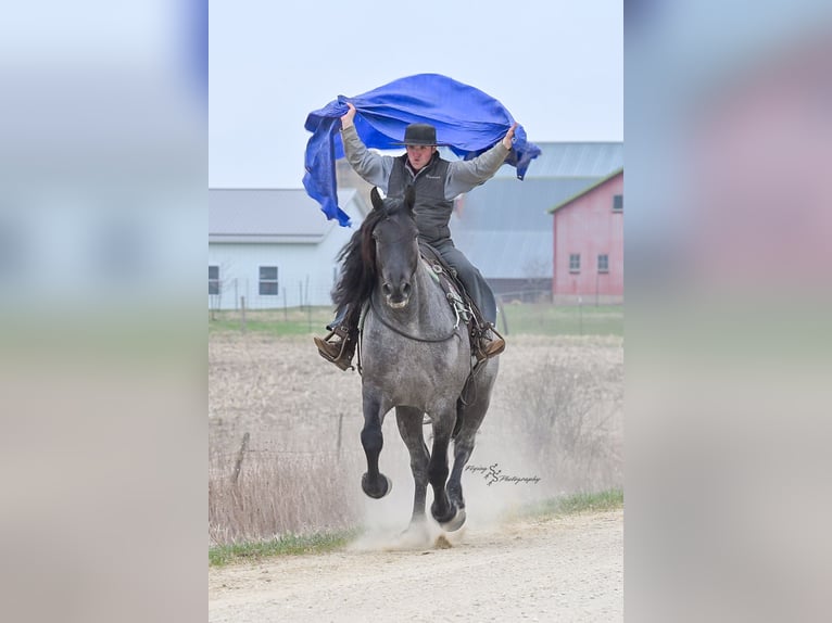 Cheval de trait Hongre 6 Ans 165 cm Rouan Bleu in Fairbank, IA
