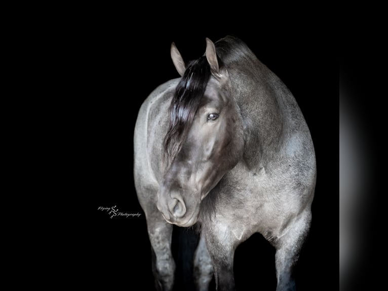 Cheval de trait Hongre 6 Ans 165 cm Rouan Bleu in Fairbank, IA