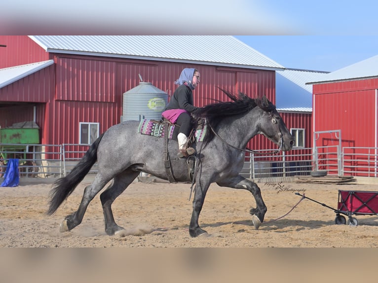 Cheval de trait Hongre 6 Ans 165 cm Rouan Bleu in Fairbank, IA