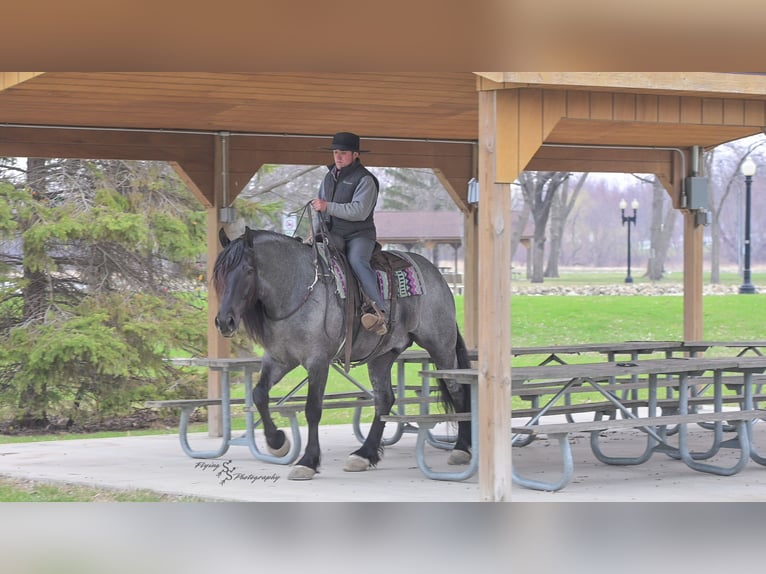 Cheval de trait Hongre 6 Ans 165 cm Rouan Bleu in Fairbank, IA