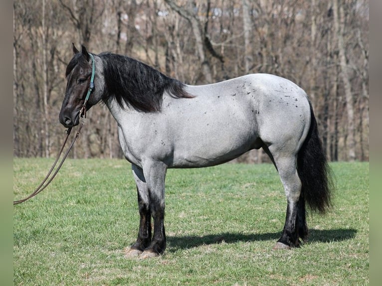 Cheval de trait Hongre 6 Ans 165 cm Rouan Bleu in Parkers Lake kY