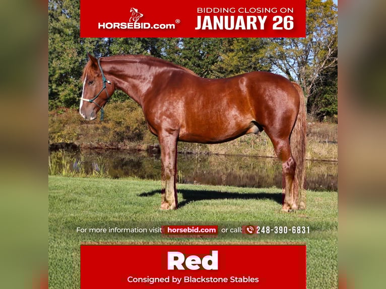 Cheval de trait Croisé Hongre 6 Ans 168 cm Alezan brûlé in Howell