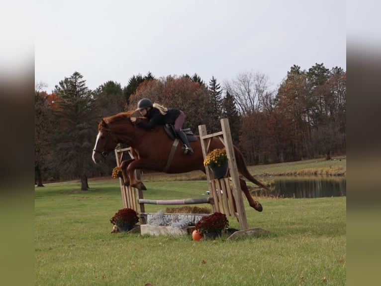 Cheval de trait Croisé Hongre 6 Ans 168 cm Alezan brûlé in Howell