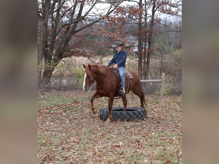 Cheval de trait Croisé Hongre 6 Ans 168 cm Alezan brûlé in Howell