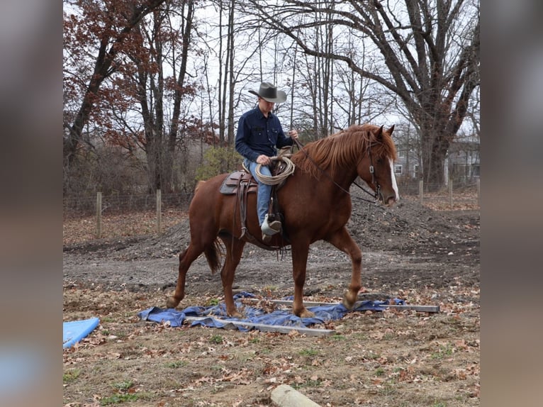 Cheval de trait Croisé Hongre 6 Ans 168 cm Alezan brûlé in Howell