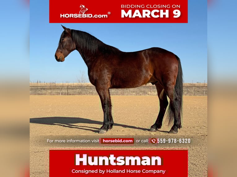 Cheval de trait Croisé Hongre 6 Ans 168 cm Bai cerise in Weatherford