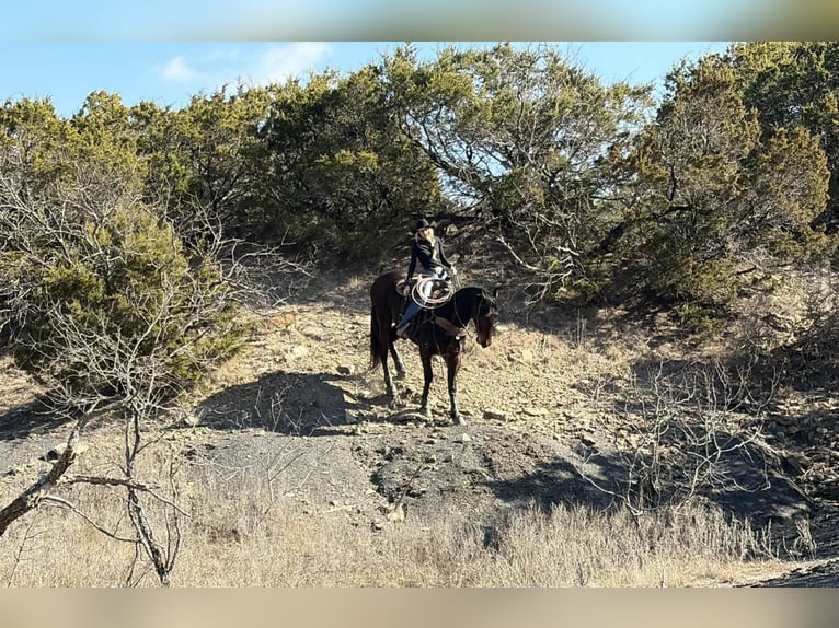 Cheval de trait Hongre 6 Ans 168 cm Bai cerise in Jacksboro TX