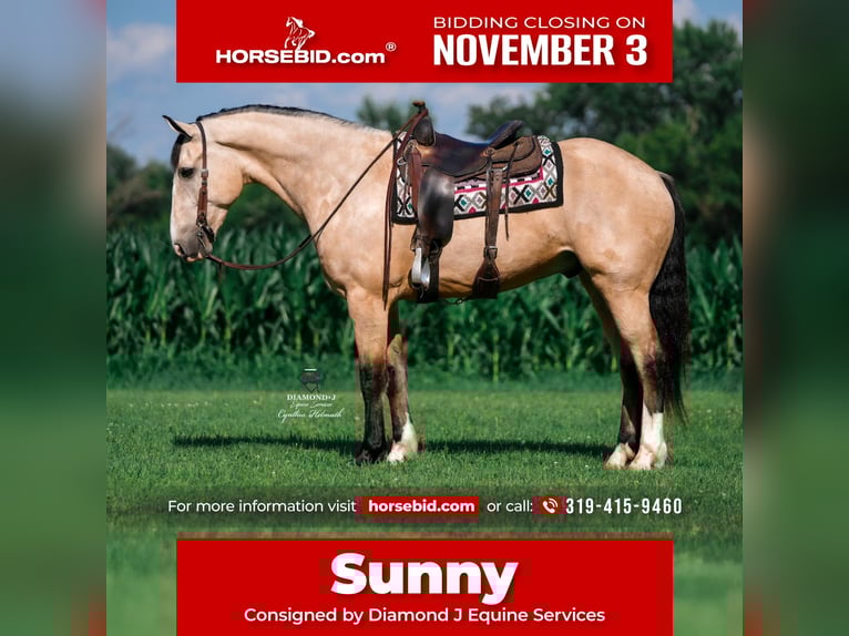 Cheval de trait Croisé Hongre 6 Ans 168 cm Buckskin in Fairbank