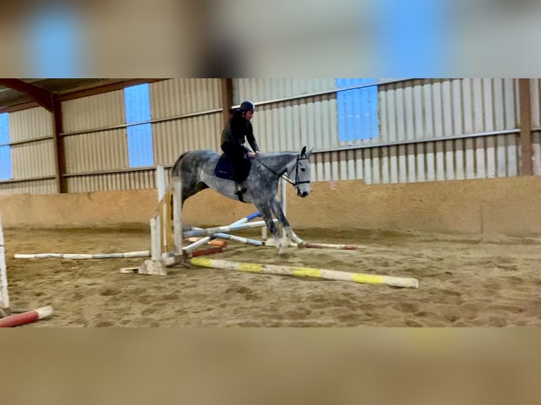 Cheval de trait Hongre 6 Ans 168 cm Gris pommelé in Sligo