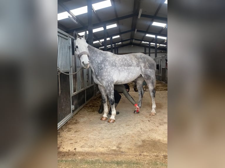 Cheval de trait Hongre 6 Ans 168 cm Gris pommelé in Sligo