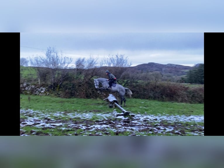 Cheval de trait Hongre 6 Ans 168 cm Gris pommelé in Sligo