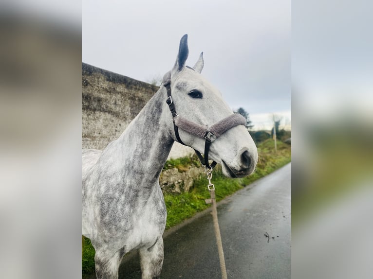 Cheval de trait Hongre 6 Ans 168 cm Gris pommelé in Sligo