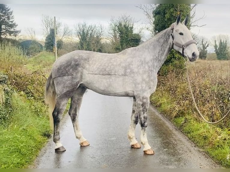 Cheval de trait Hongre 6 Ans 168 cm Gris pommelé in Sligo