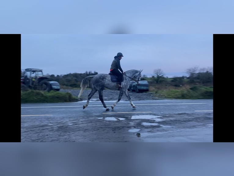 Cheval de trait Hongre 6 Ans 168 cm Gris pommelé in Sligo