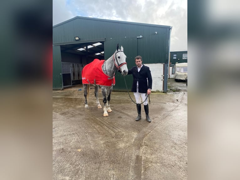 Cheval de trait Hongre 6 Ans 168 cm Gris pommelé in Sligo