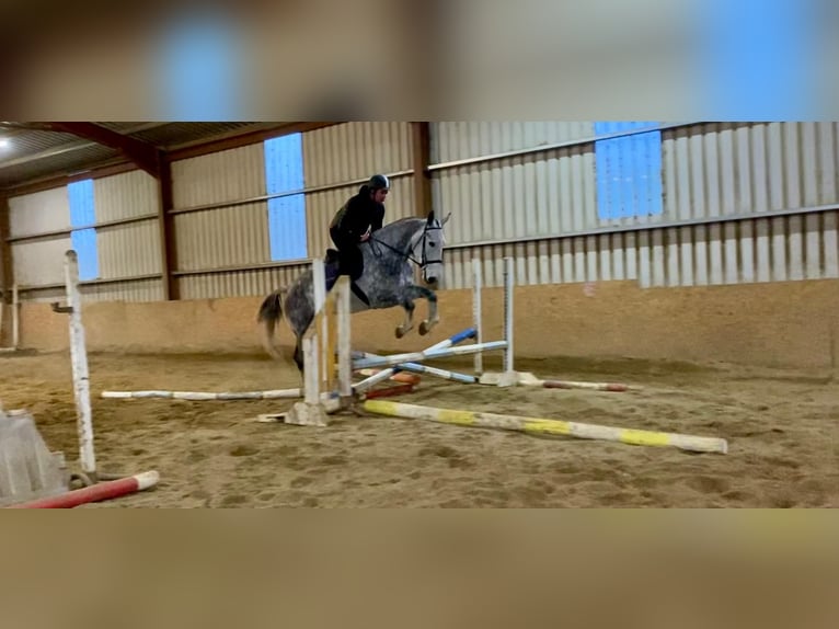 Cheval de trait Hongre 6 Ans 168 cm Gris pommelé in Sligo