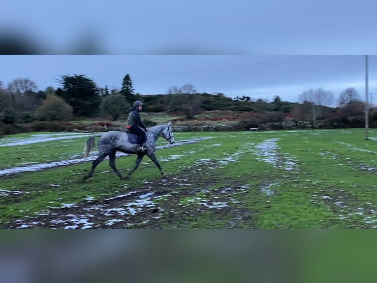 Cheval de trait Hongre 6 Ans 168 cm Gris pommelé in Sligo