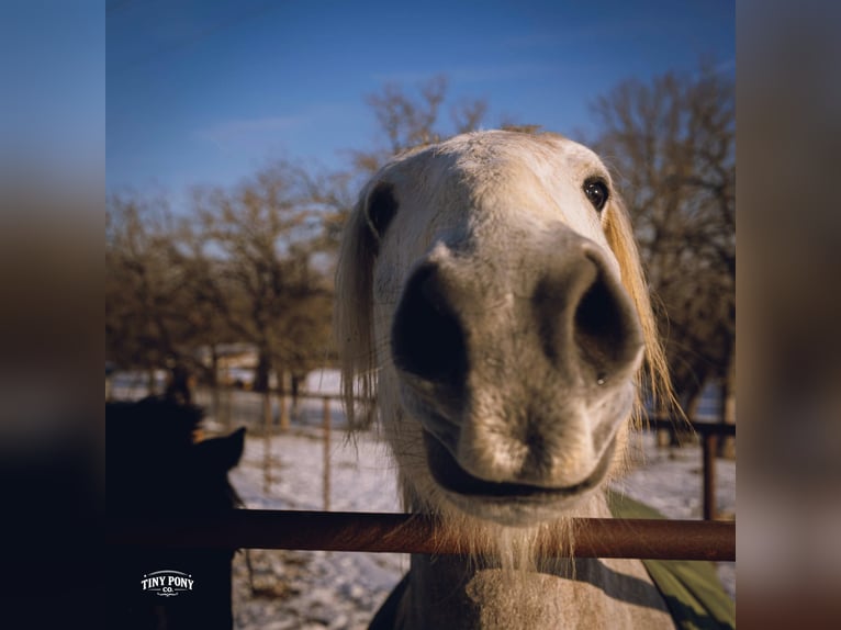 Cheval de trait Hongre 6 Ans 168 cm Gris pommelé in Jacksboro
