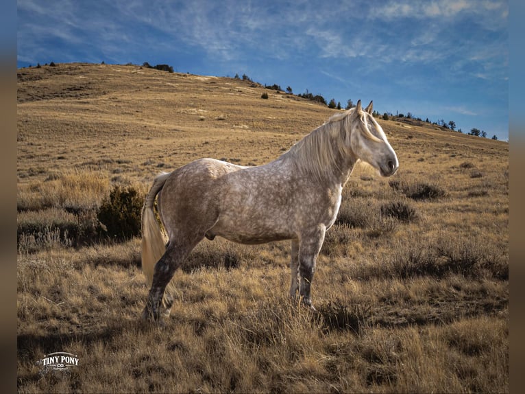 Cheval de trait Hongre 6 Ans 168 cm Gris pommelé in Jacksboro