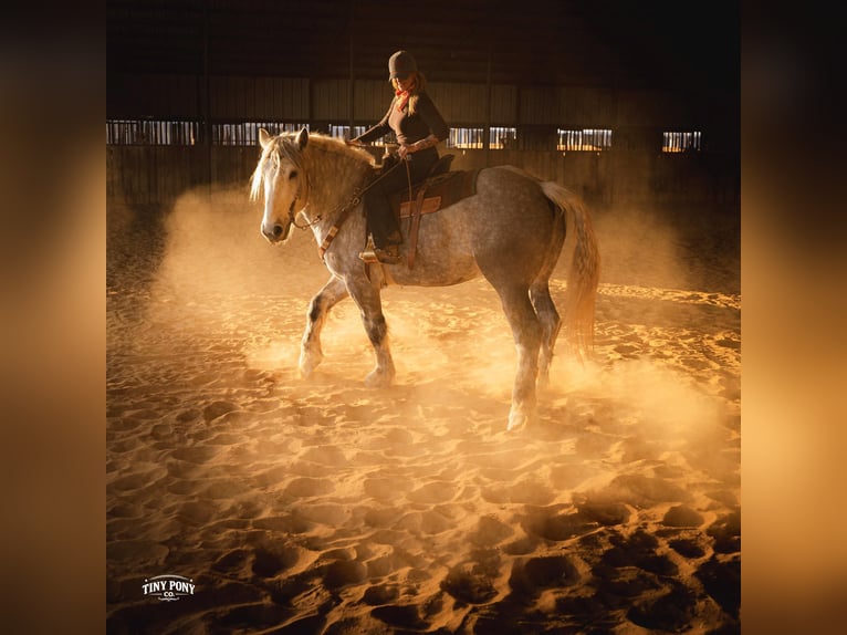Cheval de trait Hongre 6 Ans 168 cm Gris pommelé in Jacksboro
