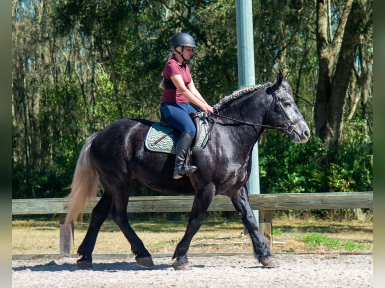 Cheval de trait Croisé Hongre 6 Ans 168 cm Gris in Ocala