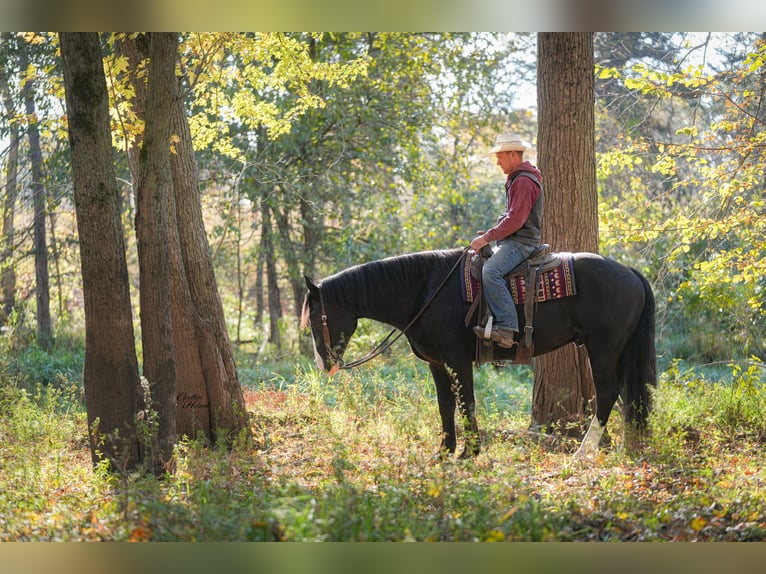 Cheval de trait Croisé Hongre 6 Ans 168 cm Noir in Fairbank
