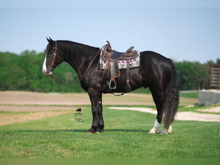 Cheval de trait Croisé Hongre 6 Ans 168 cm Noir in Fairbank