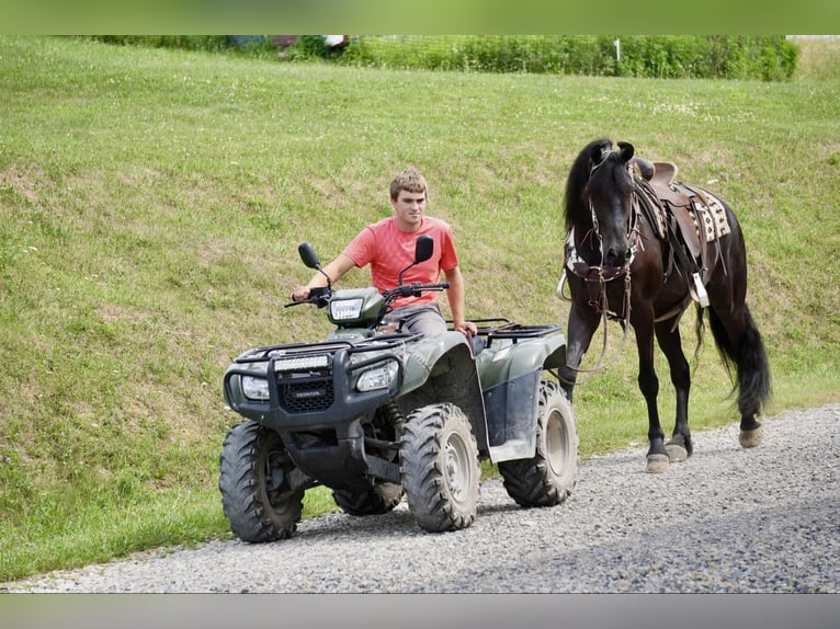 Cheval de trait Hongre 6 Ans 168 cm Noir in Fresno, OH