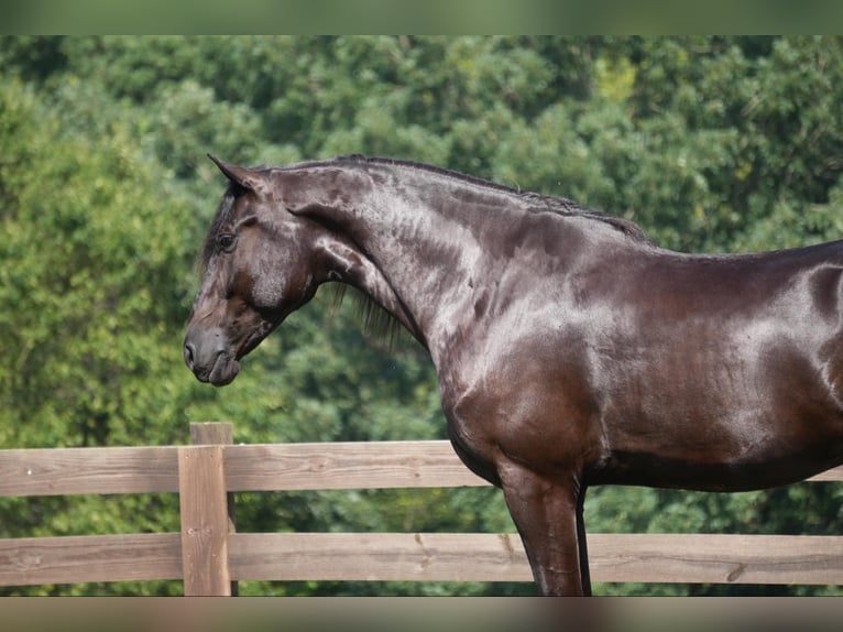 Cheval de trait Hongre 6 Ans 168 cm Noir in Fresno, OH